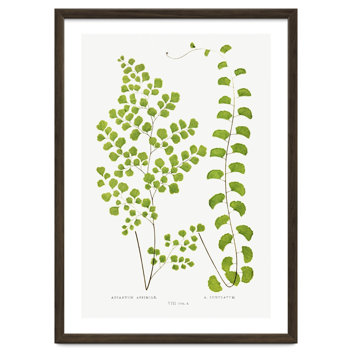 Edward Joseph Lowe – Adiantum Assimile and Adiantum Lunulatum (1856–1860)