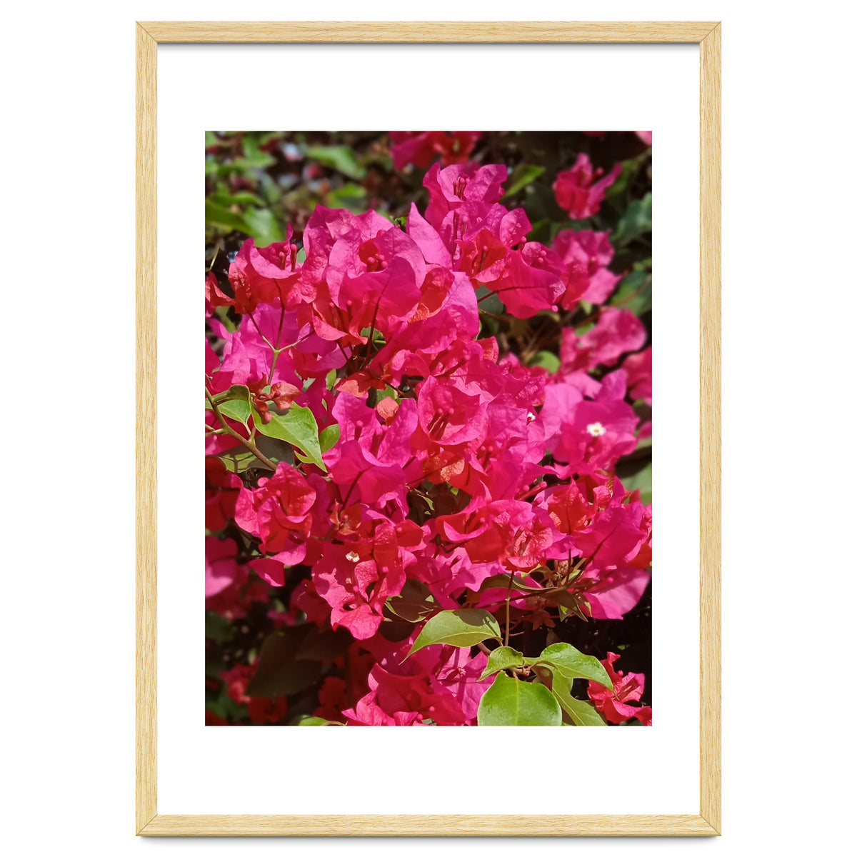 Pink Bougainvillea Flowers