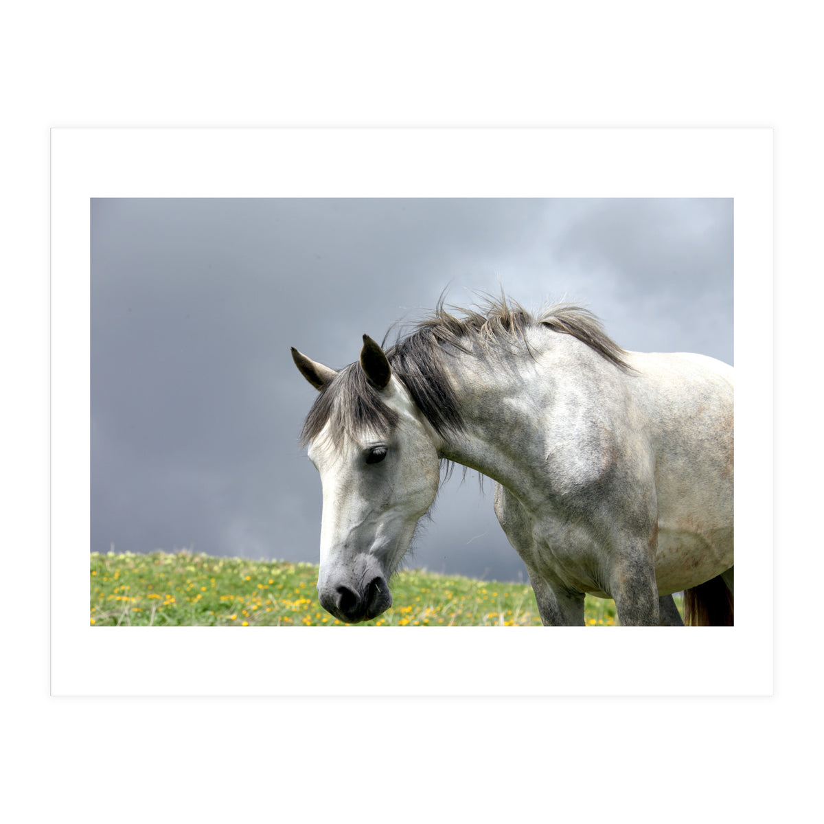 White Horse (Print Only)