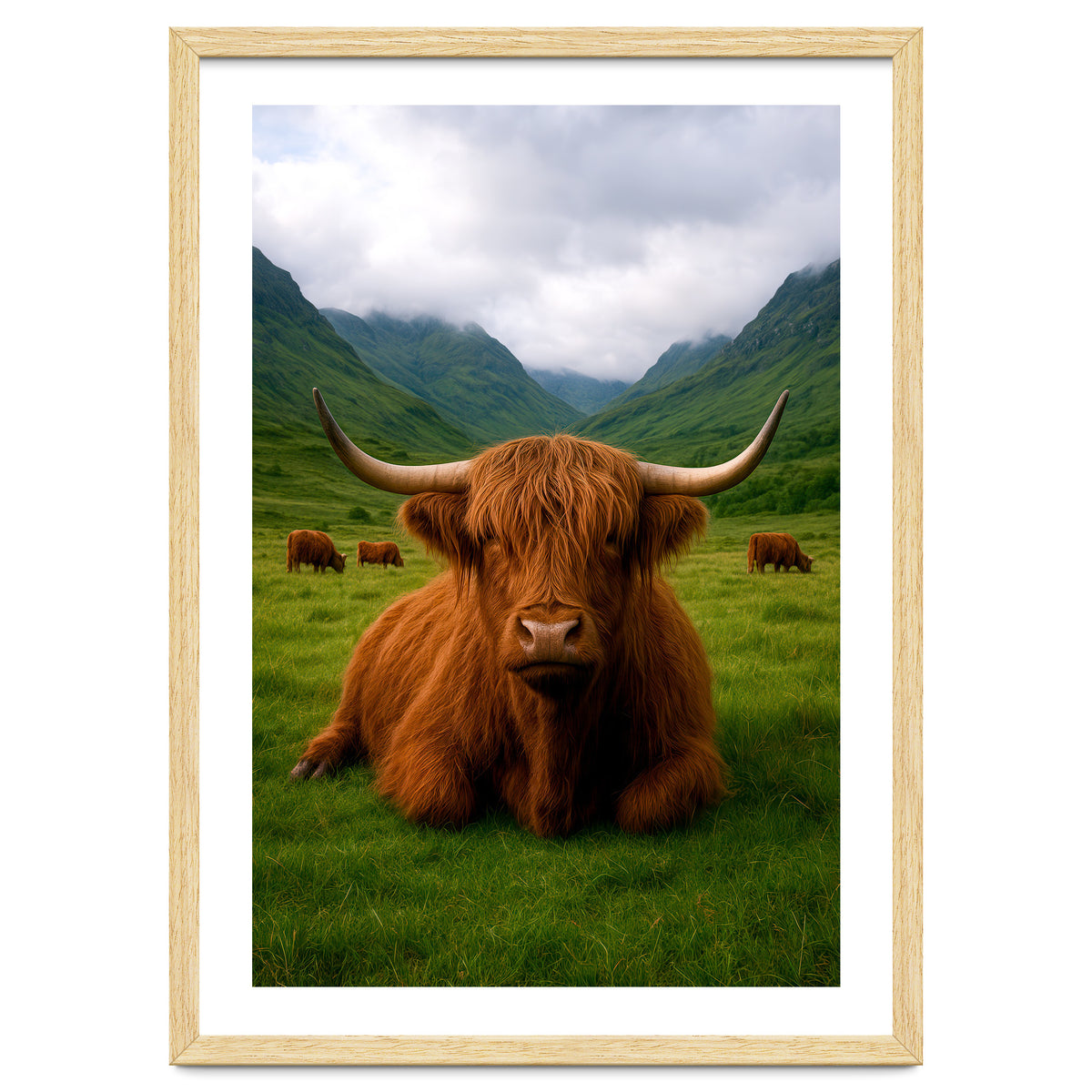 Highland Cow in Scotland