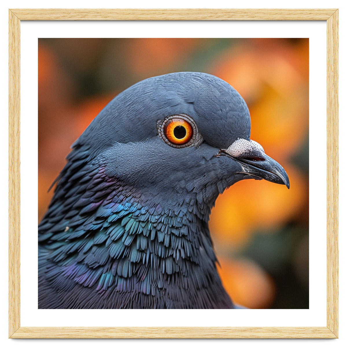 Close Up Of A Pigeon's Head And Neck
