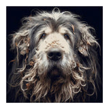 Old Dog 010 (Print Only) thumbnail