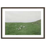 A flock of Sheep in the Green Hill - Iceland thumbnail
