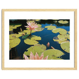 Lotus Pond | Landscape thumbnail