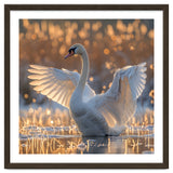 Swan Spreading Wings In Water Sunlight thumbnail
