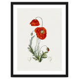 Red Poppy (Hand Drawn Illustration) thumbnail
