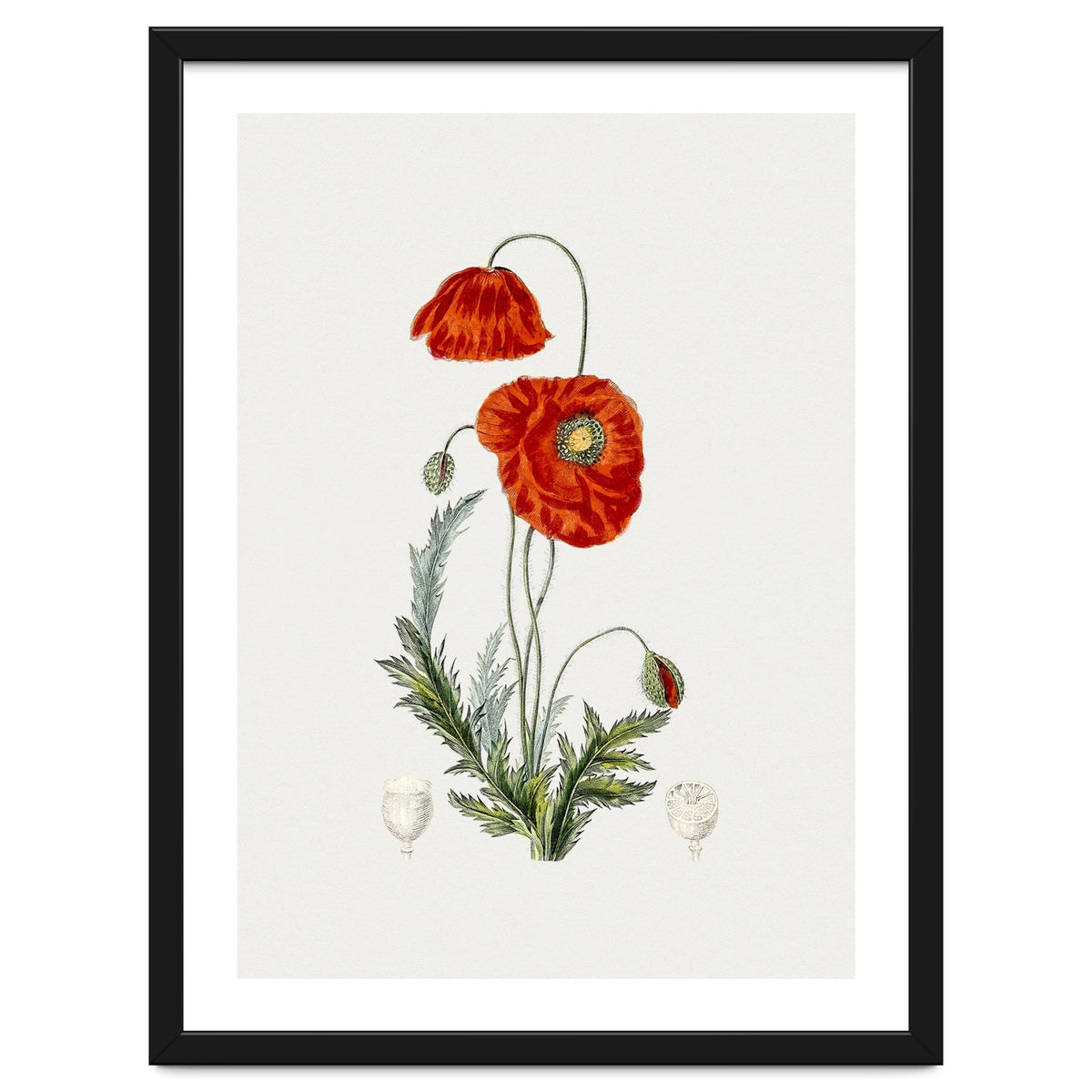 Red Poppy (Hand Drawn Illustration)