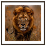 Majestic Lion King Of The Savannah In Dry Grass thumbnail