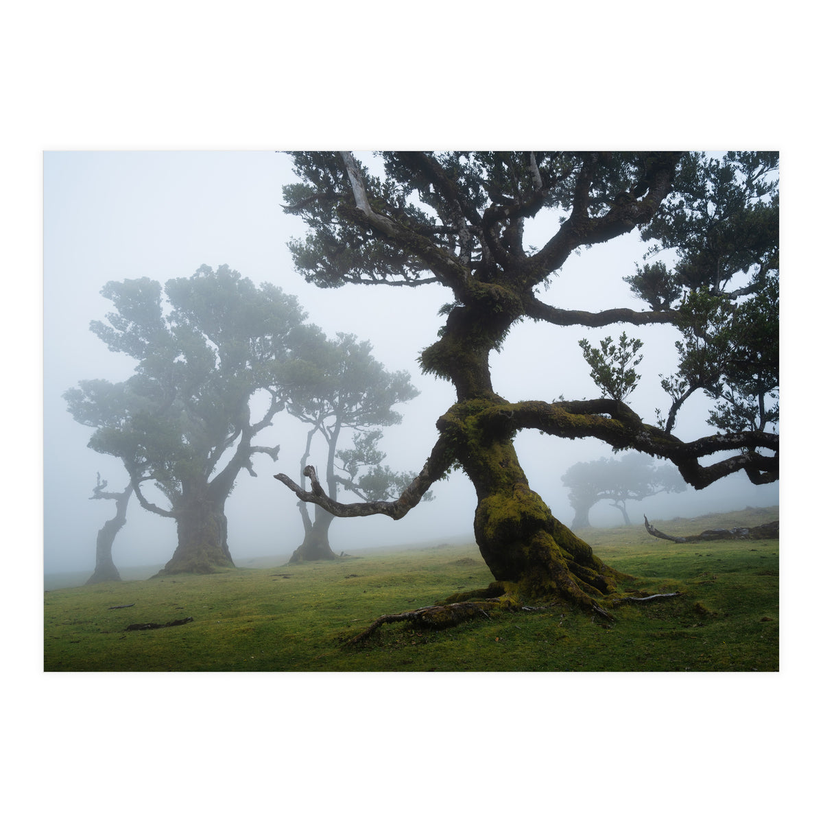 Forest queen (Print Only)