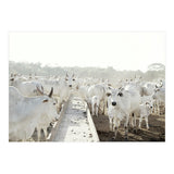 LIVING TOGETHER - WHITE COWS FAMILY (Print Only) thumbnail