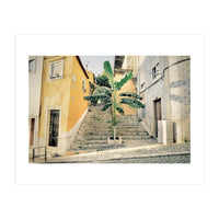 Lisbon Palm Tree (Print Only)