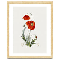 Red Poppy (Hand Drawn Illustration)