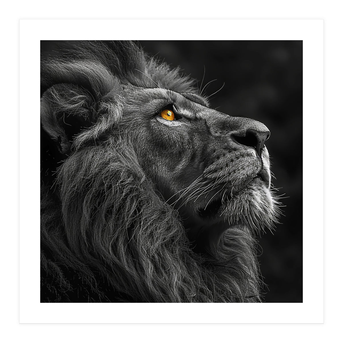 Majestic Lion Face Closeup Golden Eyes Black (Print Only)