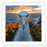 Albatross Bird With Intense Gaze By The Sea thumbnail
