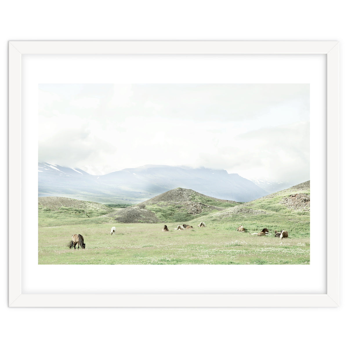 Relaxing horses on a sunny day calm field - Iceland