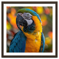 Blue And Gold Macaw Parrot Close Up Portrait