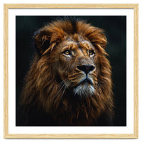 Majestic Lion Portrait In Gentle Rain