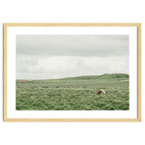 Horses in the middle of the green field - Iceland thumbnail