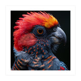 Black Palm Cockatoo Bird Close Up  (Print Only) thumbnail