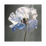 Shirley Poppy | Morning Silk (Print Only) thumbnail