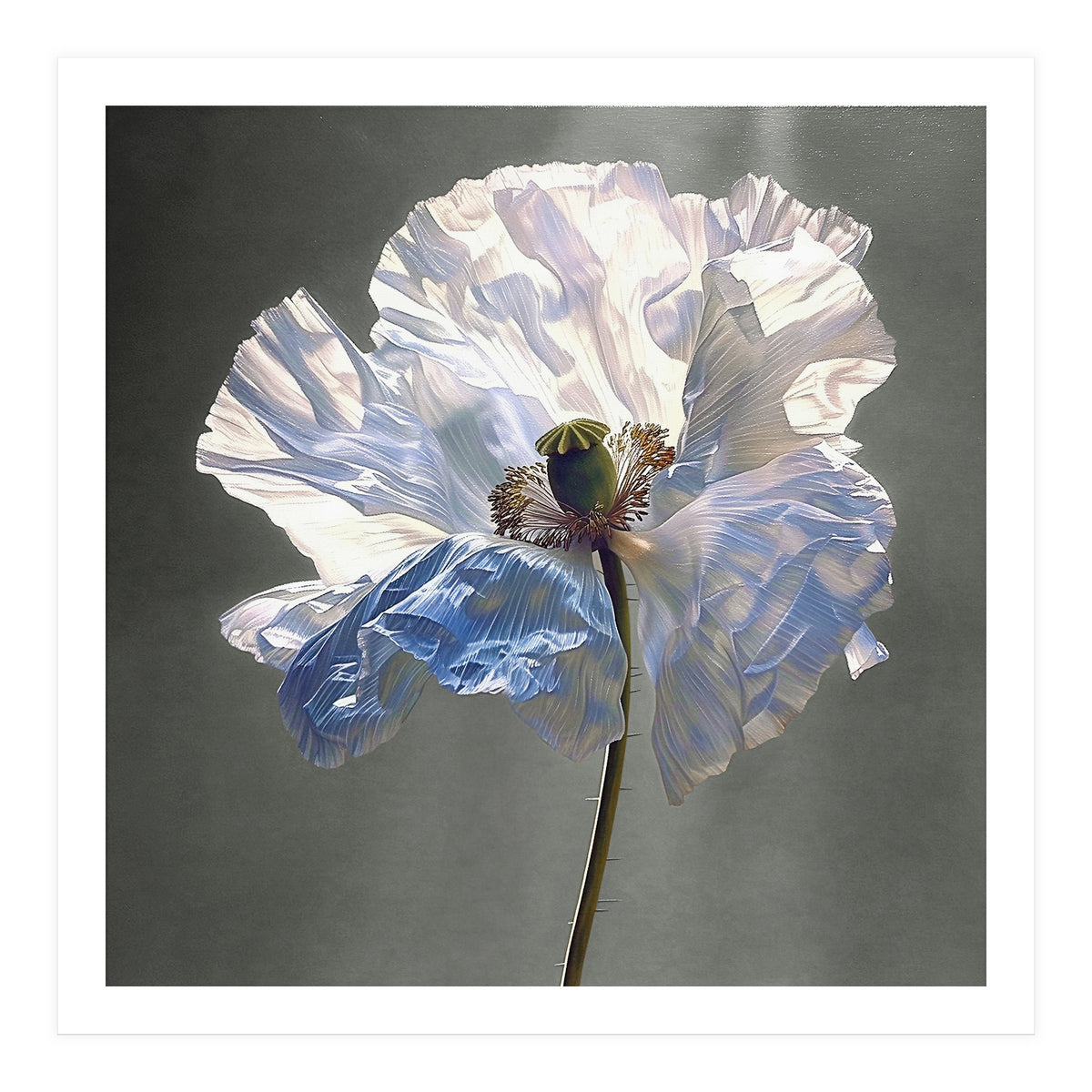 Shirley Poppy | Morning Silk (Print Only)