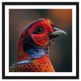 Close Up Pheasant Bird thumbnail