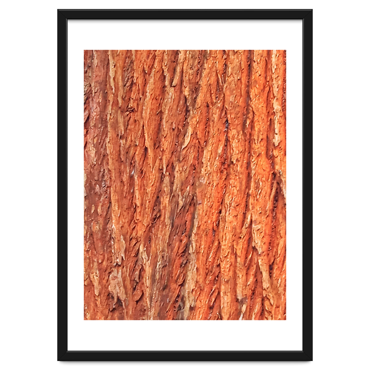 Tree Bark