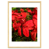 Red Quisqualls Plant Flowers thumbnail