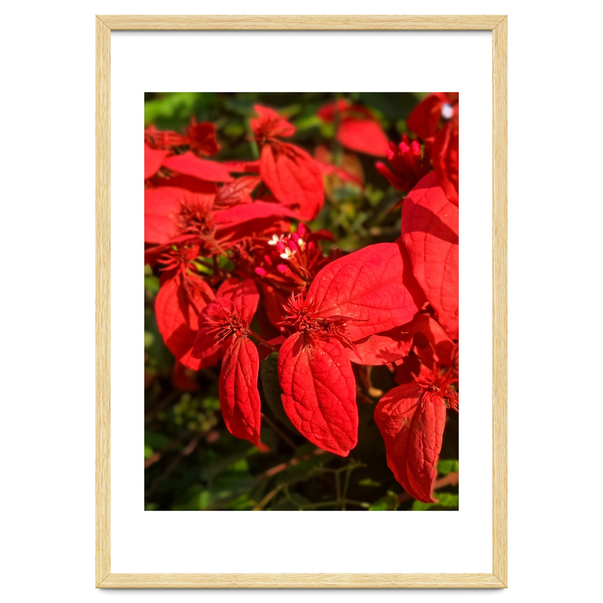 Red Quisqualls Plant Flowers