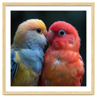 Two Lovebirds Nuzzling Close Up Portrait