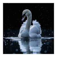 Majestic Swan Swimming In Dark Water (Print Only)