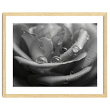 Ethereal Monochromatic Rose Petal Macro thumbnail