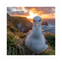 Albatross Bird On Grassy Cliff At Sunset (Print Only)