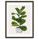 Fiddle Leaf Fig Tree Plant thumbnail
