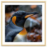 King Penguin In Rain With Water Drops thumbnail