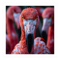 Close Up Of A Flamingo Bird Face, Pink Feathers (Print Only)
