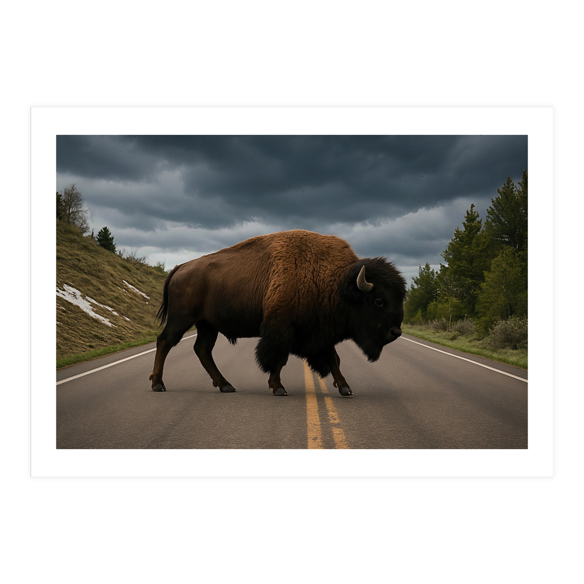 Bison on the Road , Yellowstone Wildlife Photography (Print Only)
