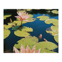 Lotus Pond | Landscape (Print Only)