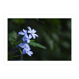 BLOSSOM. (Print Only) thumbnail