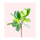 Intimate Energy, Blush Pastel Botanical Plant Minimal Painting, Pink Green Nature (Print Only) thumbnail