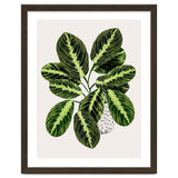 Maranta Plant thumbnail