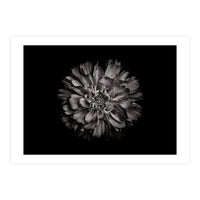 Backyard Flowers In Black And White No 79 (Print Only)