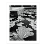 Lotus Pond | Black & White Portrait (Print Only) thumbnail
