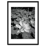 Hylas | Black & White thumbnail