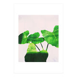 Taro Dimensionality (Print Only) thumbnail