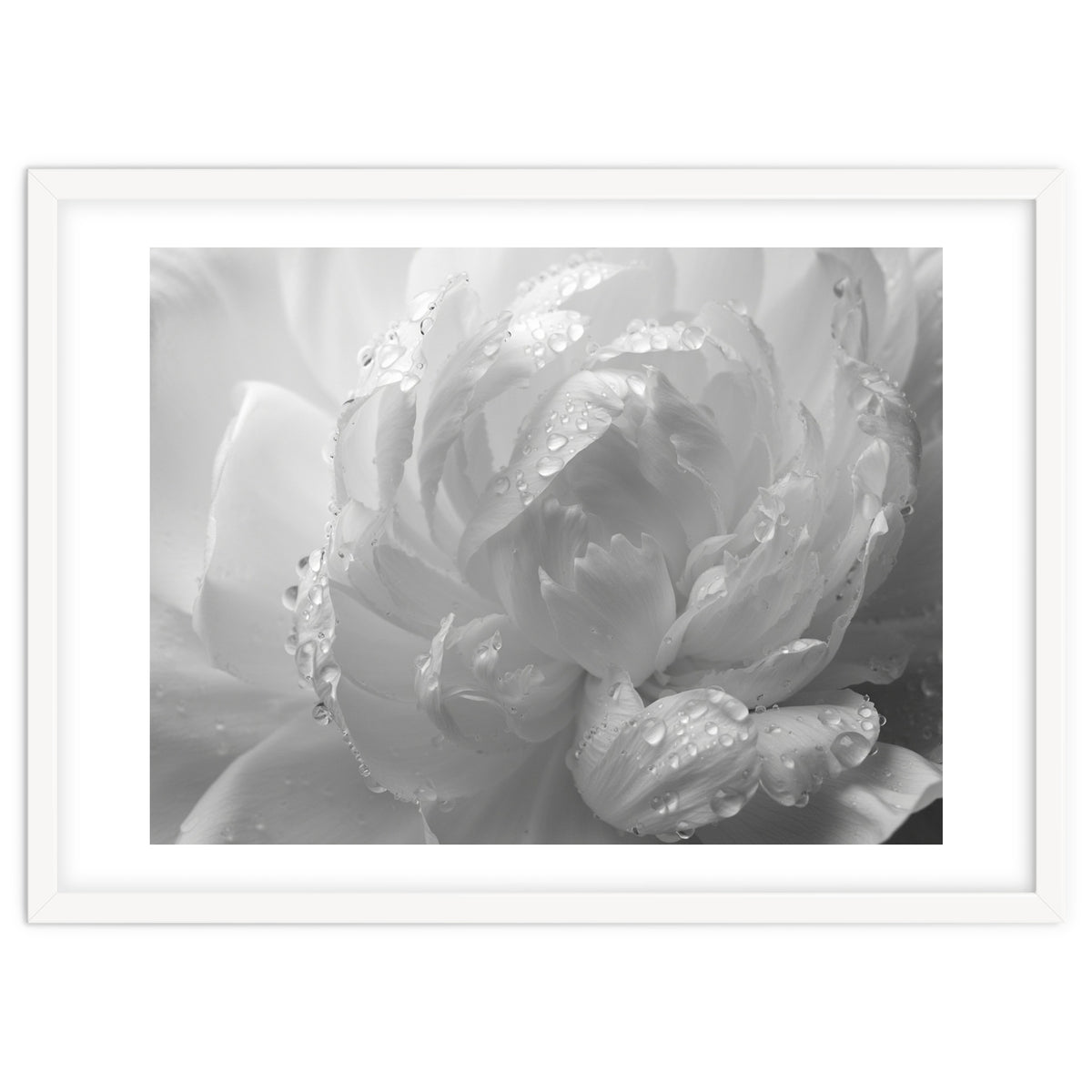 Ethereal Monochromatic Peony Petal Macro