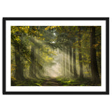 Sunrays in a Dutch forest thumbnail