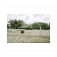 Cow in the farm (Print Only)