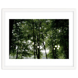 Light bulb among the trees in the summer forest thumbnail