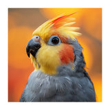 Cockatiel Parrot Close Up  (Print Only) thumbnail